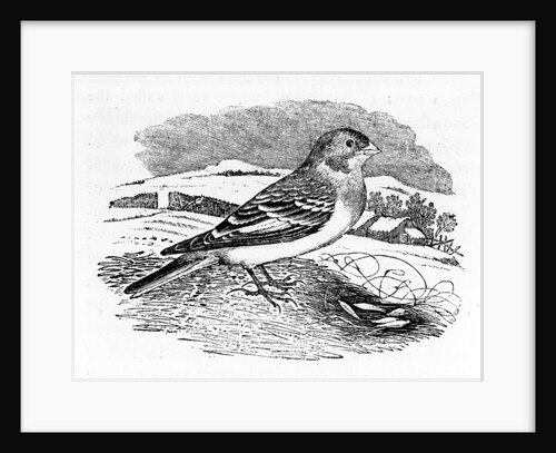 Tawny Bunting by Thomas Bewick