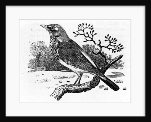 The Fieldfare by Thomas Bewick