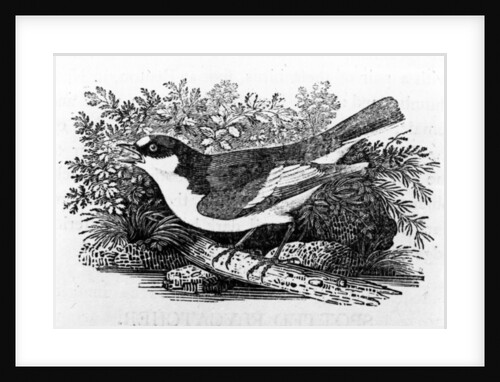 The Pied Flycatcher by Thomas Bewick