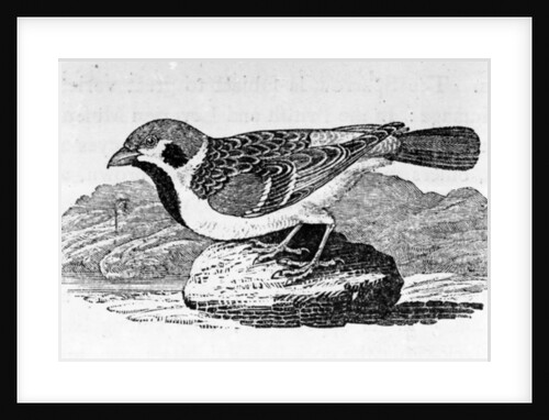 The Mountain Sparrow by Thomas Bewick