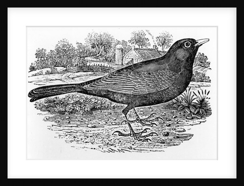 The Blackbird by Thomas Bewick