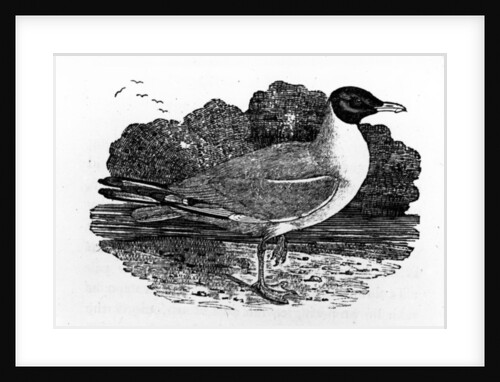 Black-Headed Gull by Thomas Bewick