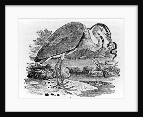 Heron by Thomas Bewick