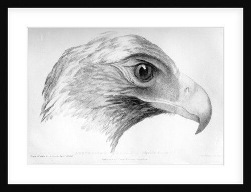 Australian Eagle by Major Thomas Mitchell