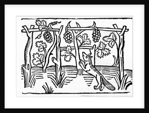 The Fox and the Raisins by English School