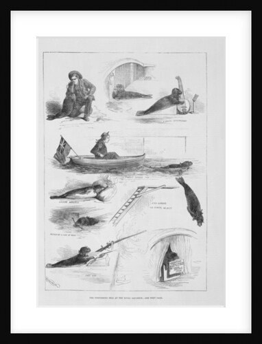 Performing seal at the Royal Aquarium by English School