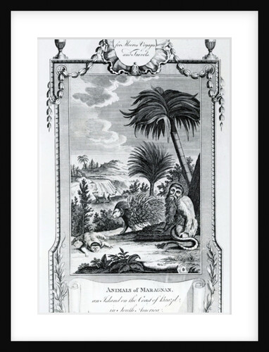 Animals of Maragnan, illustration taken from Moore's Voyages and Travels, 1778 by English School