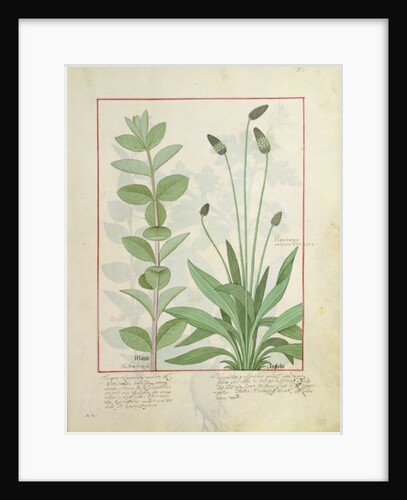 Ms Fr. Fv VI #1 fol.113 Mint and Plantain, or Ribwort by Robinet Testard
