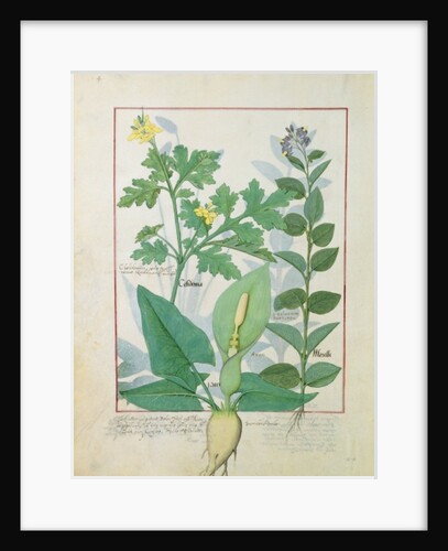 Ms Fr. Fv VI #1 fol.113v Greater Celandine or Poppy, Solanum or Nightshade, and Aron by Robinet Testard