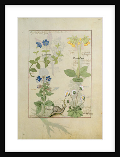 Ms Fr. Fv VI #1 fol.114 Top row: Blue Clematis or Crowfoot and Primula. Bottom row: Borage or Forget-me-not and Marguerita Daisy by Robinet Testard