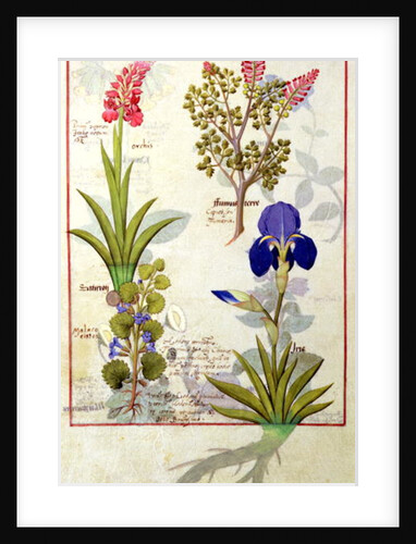 Ms Fr. Fv VI #1 fol.114v Top row: Orchid and Fumitory or Bleeding Heart. Bottom row: Hedera and Iris by Robinet Testard