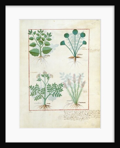 Ms Fr. Fv VI #1 fol.123r Top row: Salt Bush and Anthora. Bottom row: Absinthium and Cardamom by Robinet Testard
