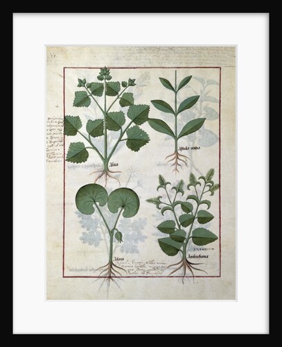 Ms Fr. Fv VI #1 fol.124v Top row: Marshmallow and Hastula Regia. Bottom row: Asarabacca and Speedwell by Robinet Testard