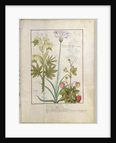 Ms Fr. Fv VI #1 fol.128r Consiligo, Burreed and Strawberry by Robinet Testard