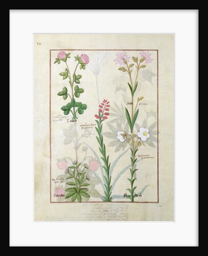 Ms Fr. Fv VI #1 fol.128v Top row: Red clover and Aube. Bottom row: Bellidis species, Onobrychis and Hyssopus nemorum by Robinet Testard