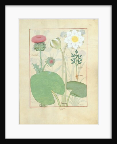 Plumed thistle, Water lily and Castor bean plant by Robinet Testard