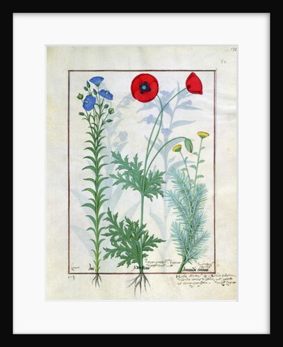 Ms Fr. Fv VI #1 fol.130r Linum, Garden poppies and Abrotanum by Robinet Testard