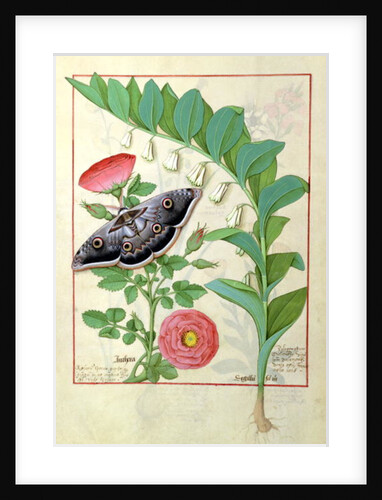 Ms Fr. Fv VI #1 fol.118v Rose and Polygonatum illustration from 'The Book of Simple Medicines' by Mattheaus Platearius c.1470 by Robinet Testard