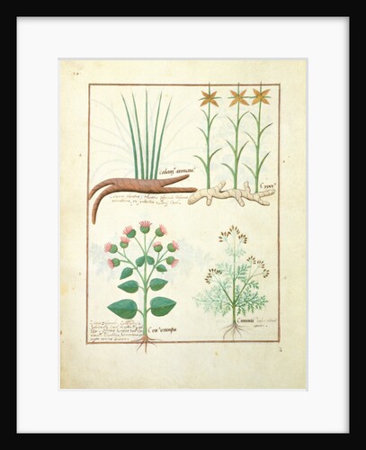 Cyperus, Calamus, Crocus ostensis by Robinet Testard