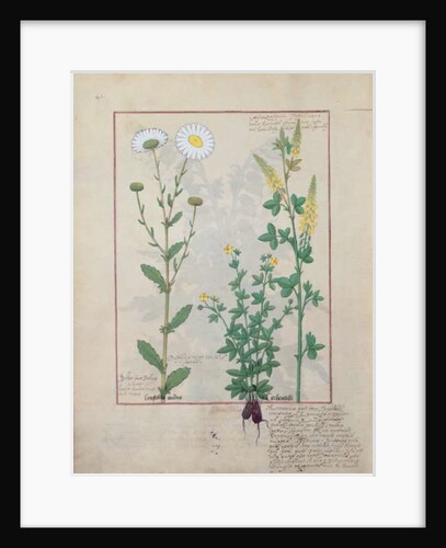 Ms Fr. Fv VI #1 fol.134v Illustration from 'The Book of Simple Medicines' by Mattheaus Platearius c.1470 by Robinet Testard