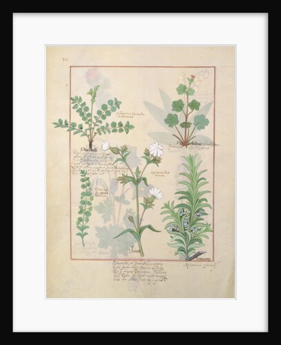 Ms Fr. Fv VI #1 fol.135v Illustration from 'The Book of Simple Medicines' by Mattheaus Platearius c.1470 by Robinet Testard