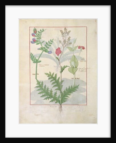 Ms Fr. Fv VI #1 fol.136v Illustration from 'The Book of Simple Medicines' by Mattheaus Platearius c.1470 by Robinet Testard