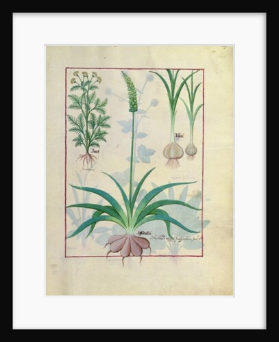 Ms Fr. Fv VI #1 fol.119r Garlic and other plants by Robinet Testard