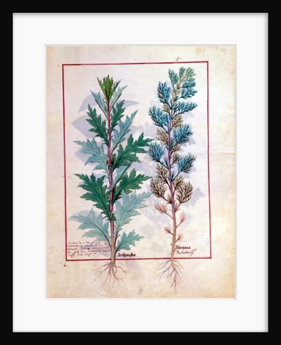 Ms Fr. Fv VI #1 fol.120r Two varieties of Artemesia by Robinet Testard