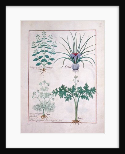 Ms Fr. Fv VI #1 fol.121r Calamint, Crocus, Carraway and Citusa by Robinet Testard