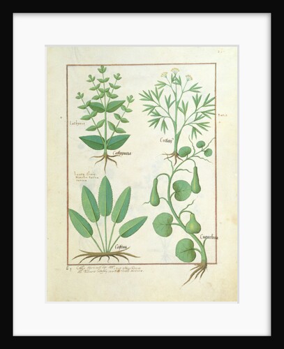 Ms Fr. Fv VI #1 fol.122r Euphorbia Lathyris, Beechwort, Mint and Fig by Robinet Testard