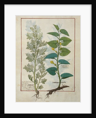Ms Fr. Fv VI #1 fol.120v Illustration from 'The Book of Simple Medicines' by Mattheaus Platearius c.1470 by Robinet Testard