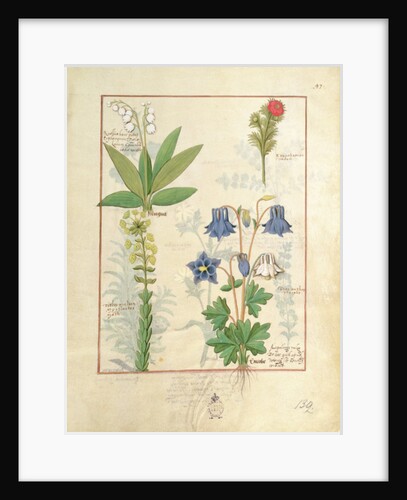 Ms Fr. Fv VI #1 fol.135r Illustration from 'The Book of Simple Medicines' by Mattheaus Platearius c.1470 by Robinet Testard