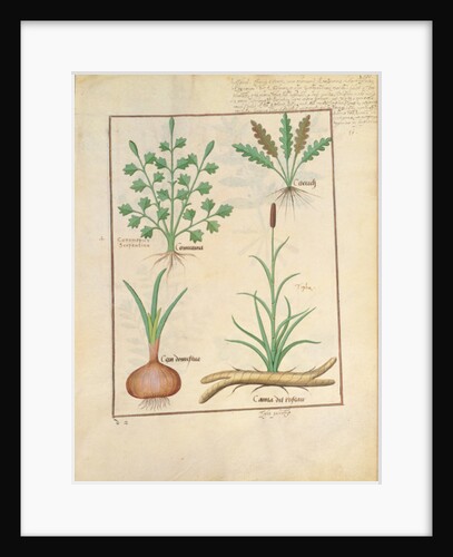 Ms Fr. Fv VI #1 fol.137r Illustration from 'ThedBook of Simple Medicines' by Mattheaus Platearius c.1470 by Robinet Testard