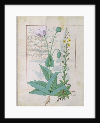 Poppy and Figwort by Robinet Testard