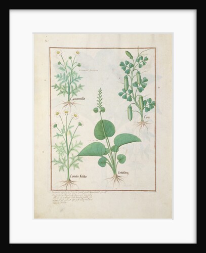 Chamomile and Cucumber Illustration from 'The Book of Simple Medicines' by Mattheaus Platearius c.1470. Ms Fr. Fv VI #1 fol.146v. by Robinet Testard