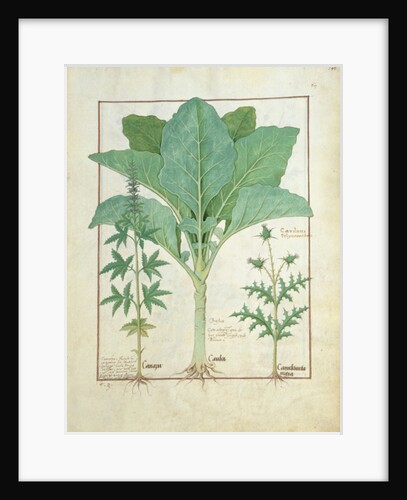 Ms Fr. Fv VI #1 fol.145r Cannabis, Brassica and Thistle by Robinet Testard