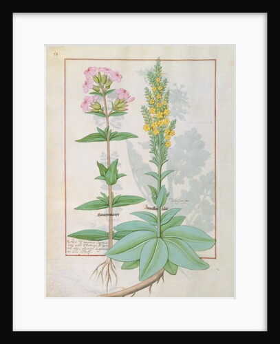 Ms Fr. Fv VI #1 fol.145v Illustration from the 'Book of Simple Medicines' by Mattheaus Platearius c.1470 by Robinet Testard