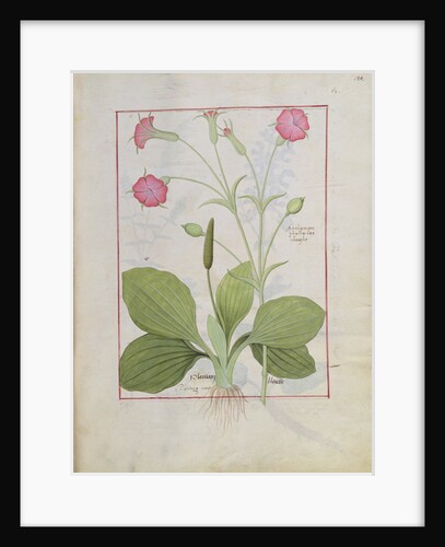 Ms Fr. Fv VI #1 fol.144r Illustration from the 'Book of Simple Medicines' by Mattheaus Platearius c.1470 by Robinet Testard