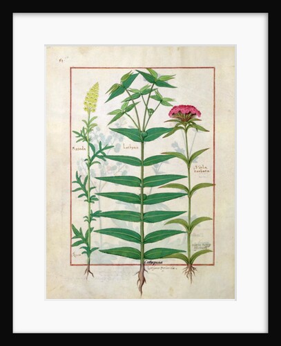 Ms Fr. Fv VI #1 fol. Reseda, Euphorbia and Dianthus by Robinet Testard