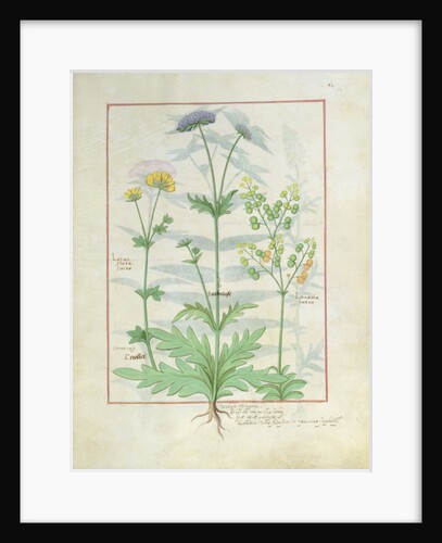 Ms Fr. Fv VI #1 fol.142r Illustration from the 'Book of Simple Medicines' by Mattheaus Platearius c.1470 by Robinet Testard