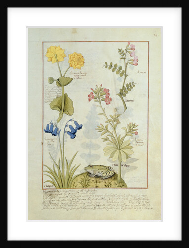 Ms Fr. Fv VI #1 fol.141r Illustration from the 'Book of Simple Medicines' by Mattheaus Platearius c.1470 by Robinet Testard