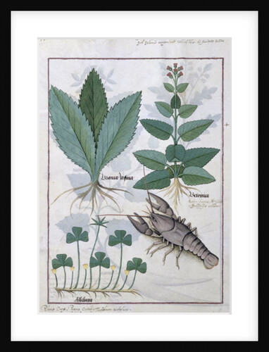 Ms Fr. Fv VI #1 fol.139v Illustration from the 'Book of Simple Medicines' by Mattheaus Platearius c.1470 by Robinet Testard