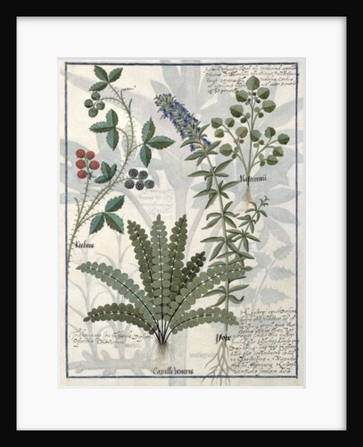 Ferns, Brambles and Flowers by Robinet Testard