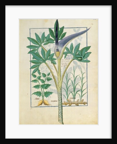 Ms Fr. Fv VI #1 fol.158r Orchid by Robinet Testard