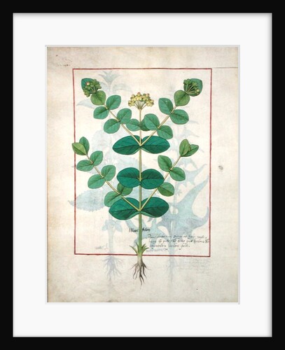 Ms Fr. Fv VI #1 fol.156v Flower by Robinet Testard