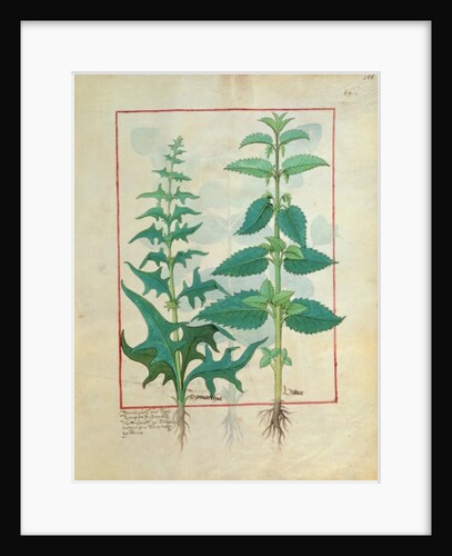 Urticaceae Illustration from the 'Book of Simple Medicines' Ms Fr. Fv VI #1 fol.156r. By Mattheaus Platearius c.1470 by Robinet Testard