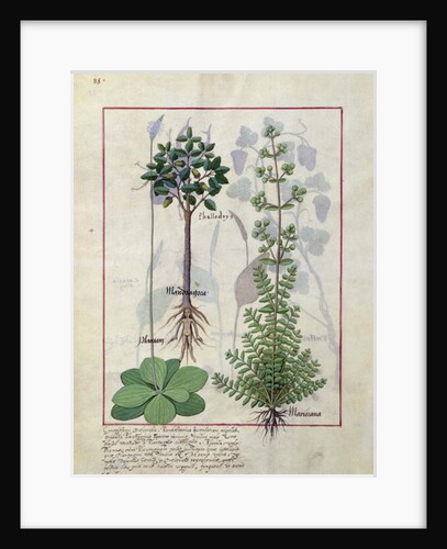 Ms Fr. Fv VI #1 fol.155v Illustration from the 'Book of Simple Medicines' by Mattheaus Platearius c.1470 by Robinet Testard