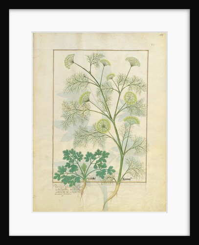 Ms Fr. Fv VI #1 fol.154r Parsley and Fennel by Robinet Testard