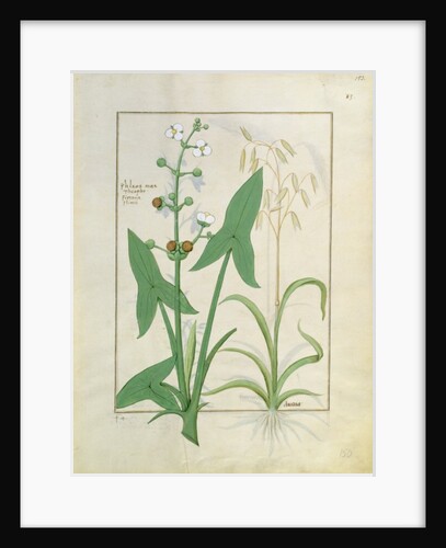 Ms Fr. Fv VI #1 fol.153r Illustration from the 'Book of Simple Medicines' by Mattheaus Platearius c.1470 by Robinet Testard