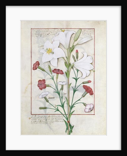 Ms Fr. Fv VI #1 fol.149r Illustration from the 'Book of Simple Medicines' by Mattheaus Platearius c.1470 by Robinet Testard